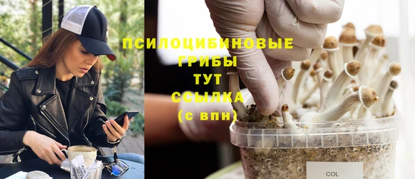 шишки Новодвинск